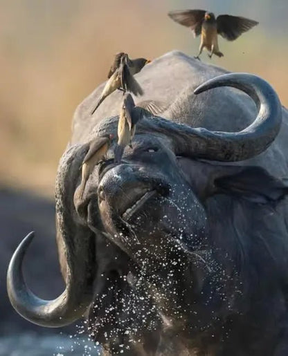 Zanzibar: Mikumi National Park Safari Day Trip with Flights and Game Drive