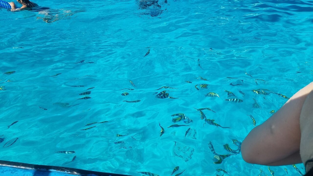 Zanzibar: Mnemba Atoll Marine Reserve Snorkeling Tour with Hotel Pickup