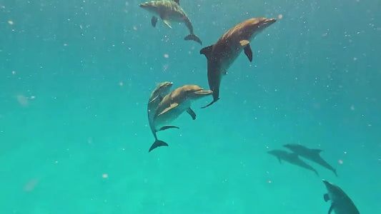 Zanzibar: Mnemba Atoll Snorkeling Tour with Dolphin Spotting and Lunch