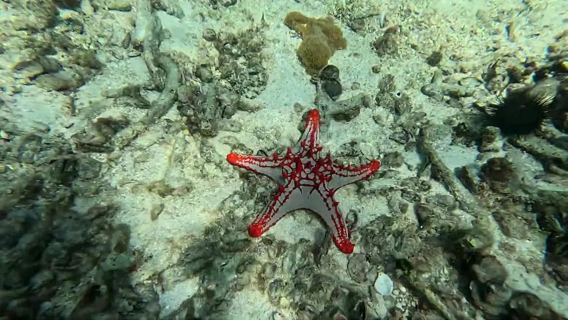 Zanzibar: Mnemba Atoll Snorkeling Tour with Dolphin Spotting and Lunch