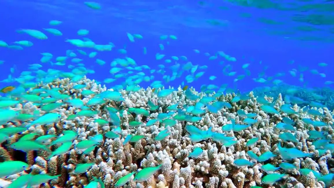 Zanzibar: Mnemba Atoll Snorkeling Tour with Dolphin Spotting and Lunch