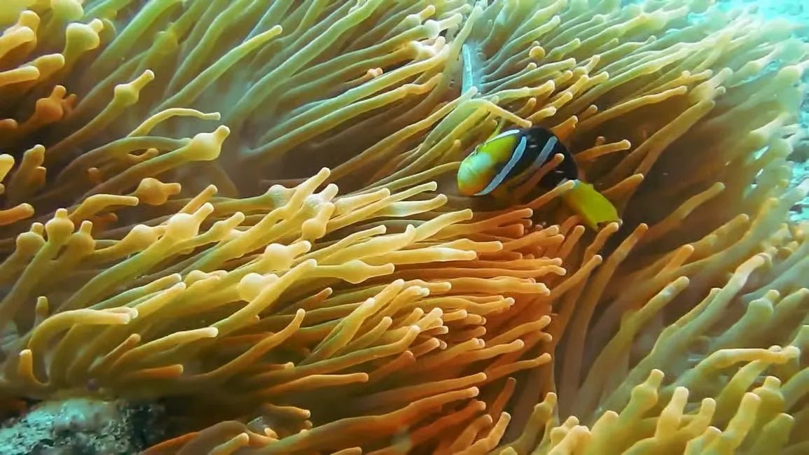 Zanzibar: Mnemba Atoll Snorkeling Tour with Dolphin Spotting and Lunch