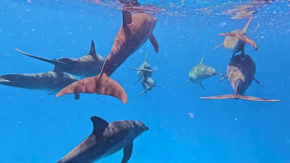 Zanzibar: Mnemba Atoll Snorkeling Tour with Dolphin Spotting and Lunch
