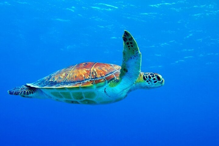 Zanzibar: Mnemba Atoll Snorkeling Tour with Dolphins and Sea Turtles
