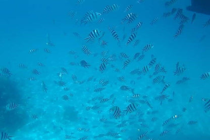 Zanzibar: Mnemba Atoll Snorkeling Tour with Dolphins and Sea Turtles