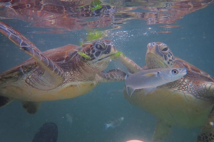 Zanzibar: Mnemba Atoll Snorkeling Tour with Dolphins and Sea Turtles