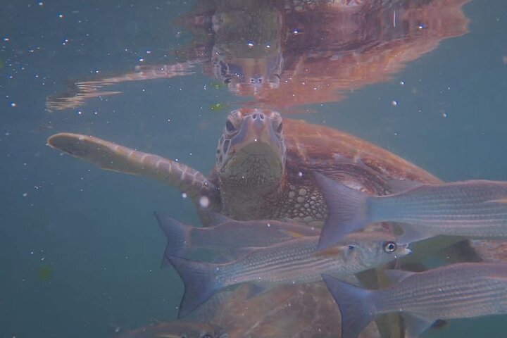 Zanzibar: Mnemba Atoll Snorkeling Tour with Dolphins and Sea Turtles