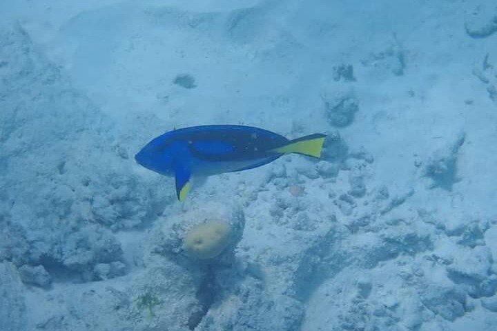 Zanzibar: Mnemba Atoll Snorkeling Tour with Dolphins and Sea Turtles