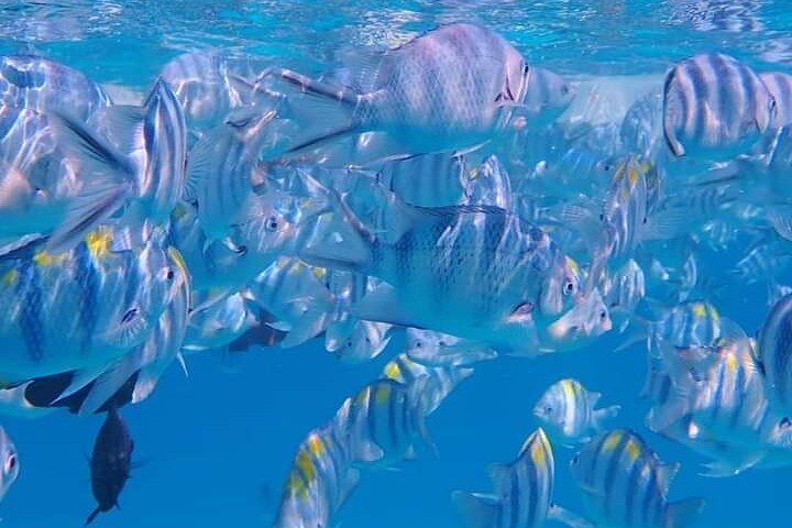 Zanzibar: Mnemba Atoll Snorkeling Tour with Dolphins and Sea Turtles