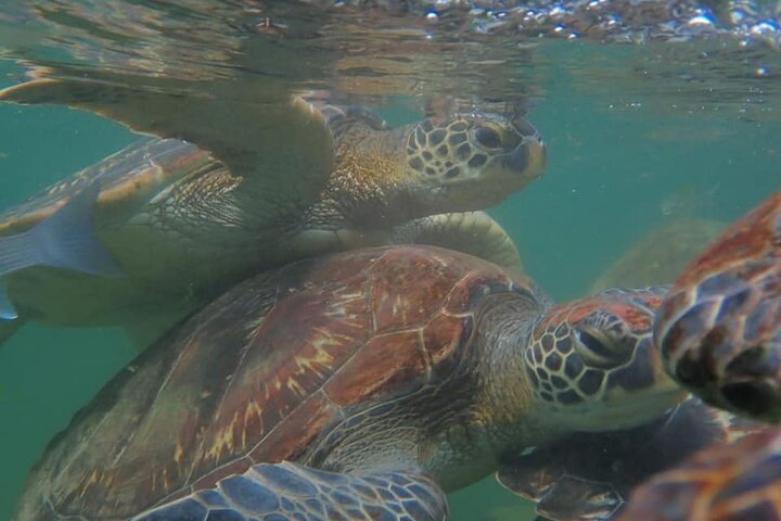 Zanzibar: Mnemba Atoll Snorkeling Tour with Dolphins and Sea Turtles