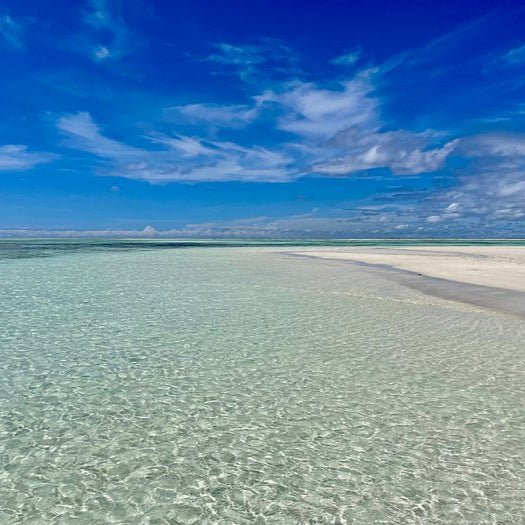 Zanzibar: Mnemba Atoll Snorkeling Tour with Dolphins and Sea Turtles