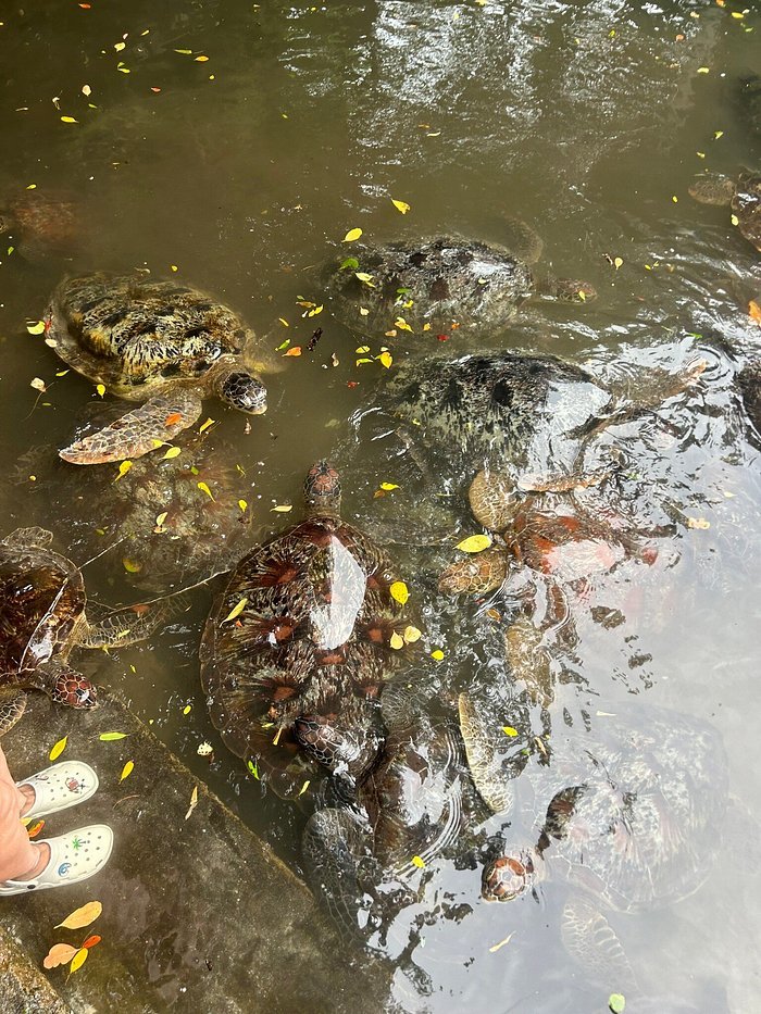 Zanzibar: Mnemba Atoll Snorkeling Tour with Dolphins and Sea Turtles