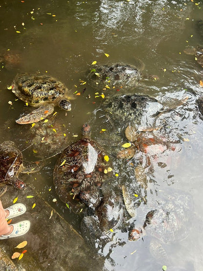 Zanzibar: Mnemba Atoll Snorkeling Tour with Dolphins and Sea Turtles