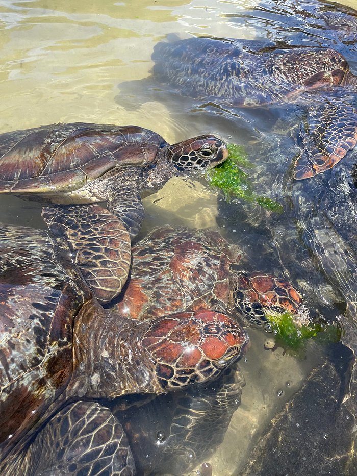 Zanzibar: Mnemba Atoll Snorkeling Tour with Dolphins and Sea Turtles