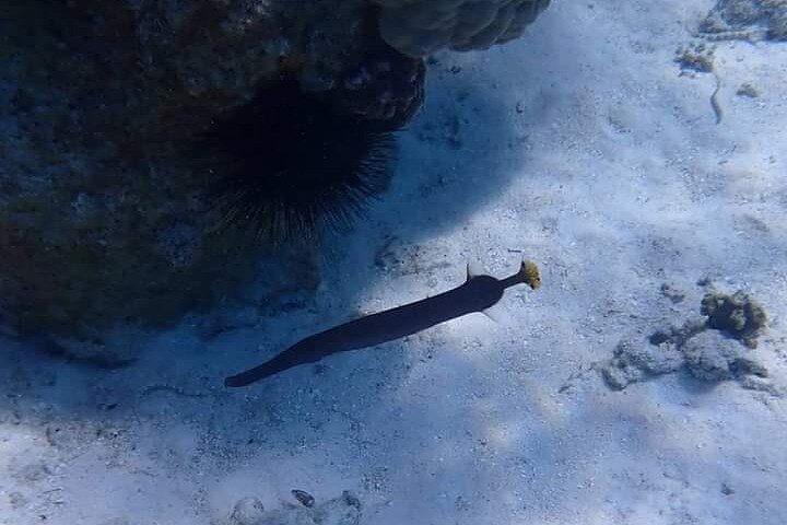 Zanzibar: Mnemba Atoll Snorkeling Tour with Dolphins and Sea Turtles