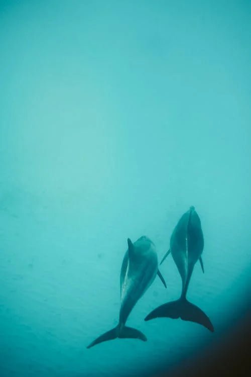 Zanzibar: Mnemba Boat Trip and Dolphin Snorkel Tour from Nungwi