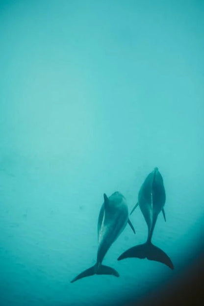 Zanzibar: Mnemba Boat Trip and Dolphin Snorkel Tour from Nungwi