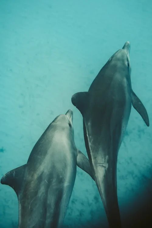 Zanzibar: Mnemba Boat Trip and Dolphin Snorkel Tour from Nungwi