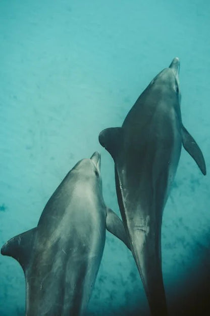 Zanzibar: Mnemba Boat Trip and Dolphin Snorkel Tour from Nungwi