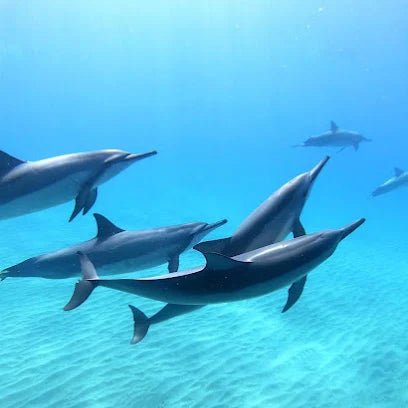 Zanzibar: Mnemba Boat Trip and Dolphin Snorkel Tour from Nungwi