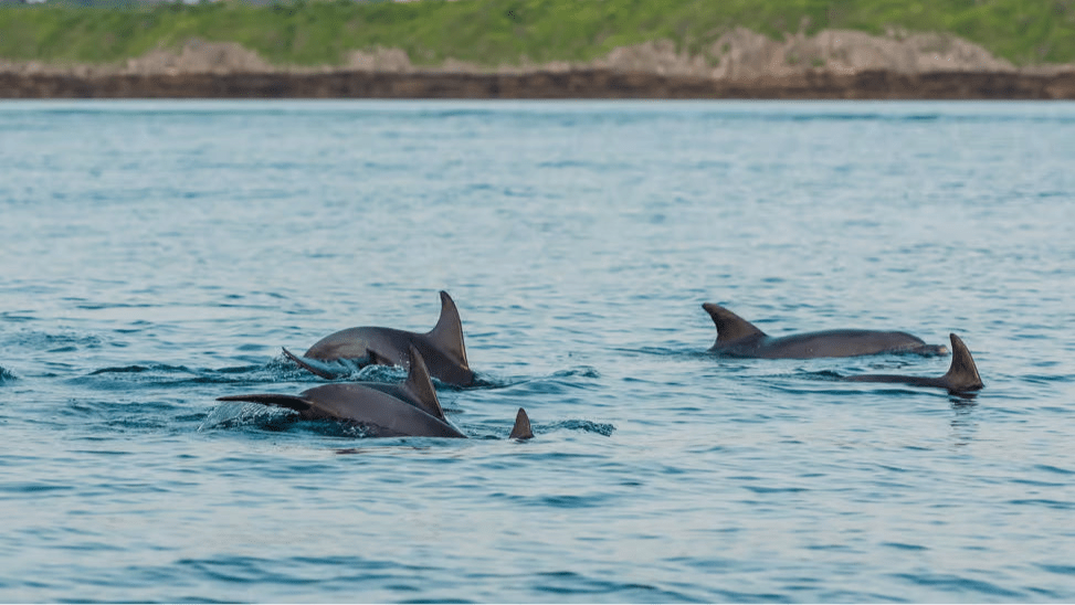 Zanzibar: Mnemba Island and Dolphin Snorkeling Boat Tour from Matemwe