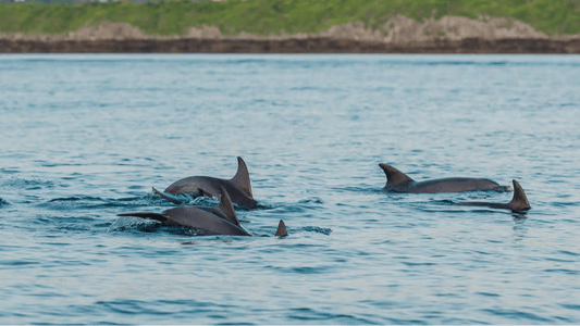 Zanzibar: Mnemba Island and Dolphin Snorkeling Boat Tour from Matemwe