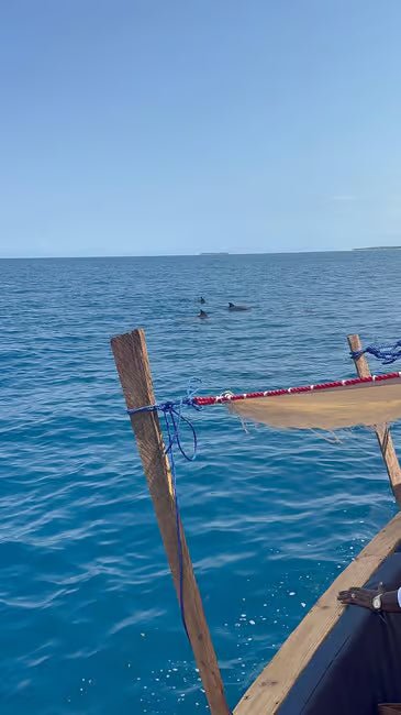 Zanzibar: Mnemba Island and Dolphin Snorkeling Boat Tour from Matemwe