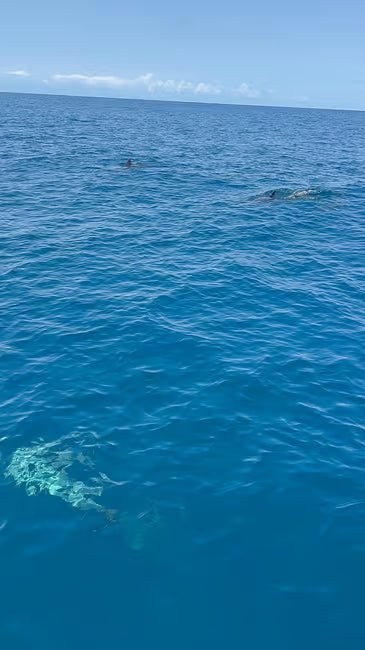 Zanzibar: Mnemba Island and Dolphin Snorkeling Boat Tour from Matemwe