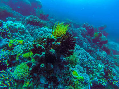 Zanzibar: Mnemba Island Boat Tour with Snorkeling and Optional Lunch