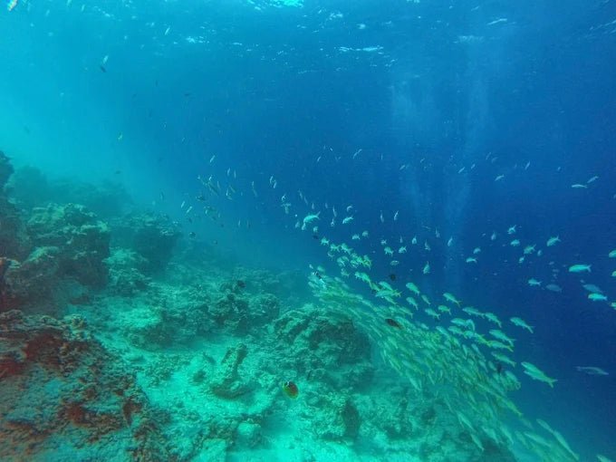 Zanzibar: Mnemba Island Dolphin and Snorkeling Boat Tour with Hotel Pickup