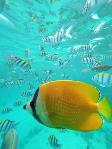 Zanzibar: Mnemba Island Dolphin and Snorkeling Boat Tour with Hotel Pickup