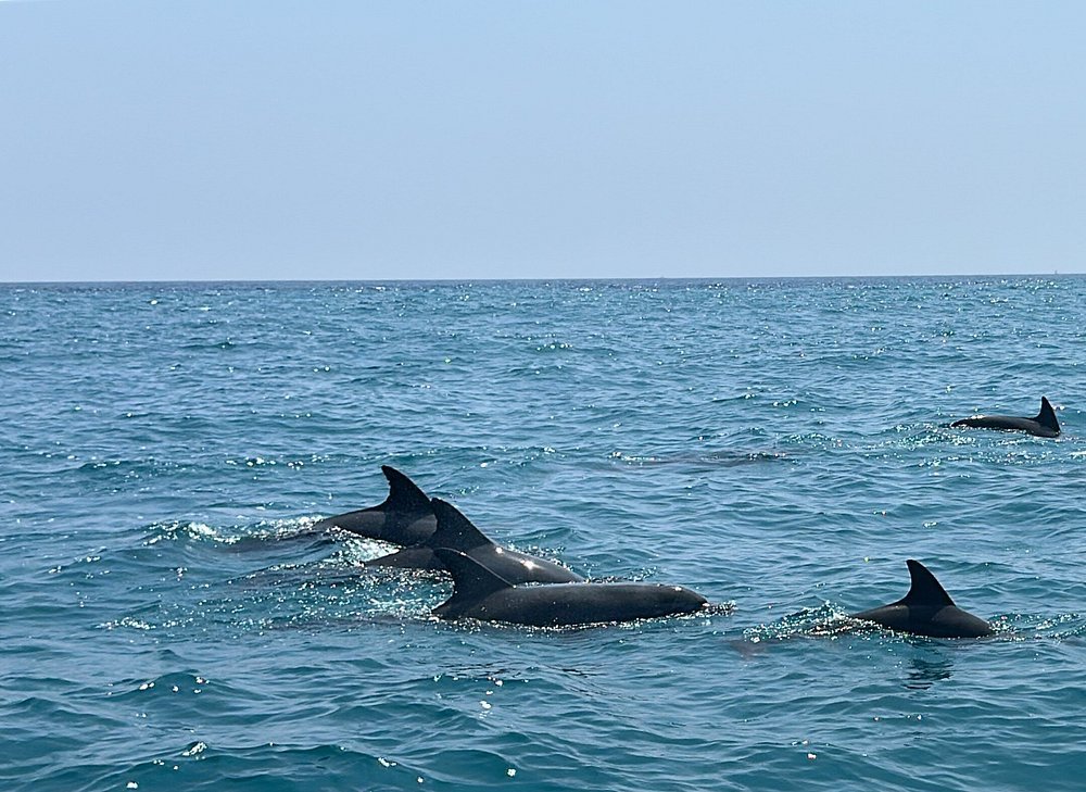 Zanzibar: Mnemba Island Dolphin Swim and Snorkeling Tour from Nungwi