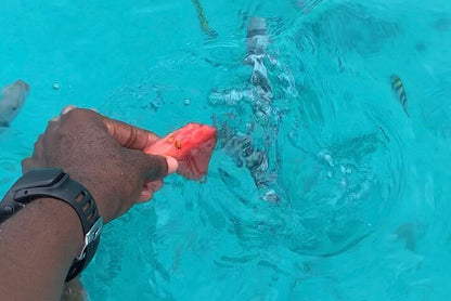 Zanzibar: Mnemba Island Dolphin Swim, Snorkeling, and Sandbank Picnic Trip