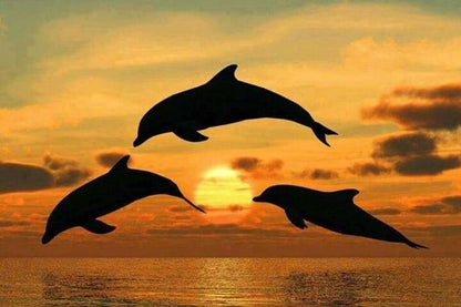 Zanzibar: Mnemba Island Dolphin Swim, Snorkeling and Seafood Lunch Tour