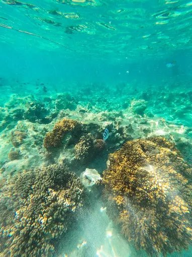 Zanzibar: Mnemba Island Dolphin Watching and Snorkeling Tour with Sandbank Stop