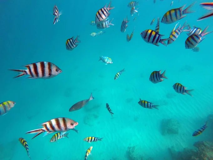 Zanzibar: Mnemba Island Dolphin Watching and Snorkeling Tour with Sandbank Stop