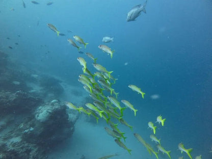 Zanzibar: Mnemba Island Dolphin Watching and Snorkeling Tour with Sandbank Stop