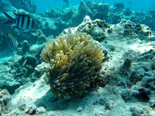 Zanzibar: Mnemba Island Private Snorkeling Tour with Sandbank Stop