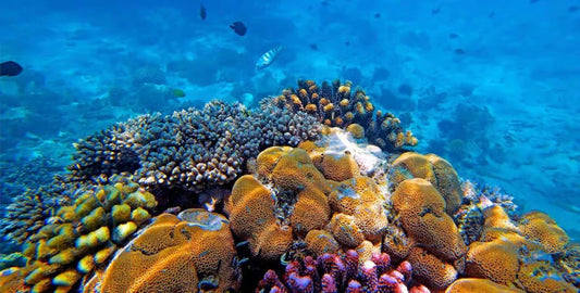 Zanzibar: Mnemba Island Snorkeling Adventure with Dolphin Encounter from Nungwi