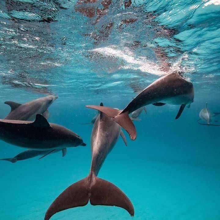 Zanzibar: Mnemba Island Snorkeling Adventure with Dolphin Encounter from Nungwi
