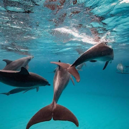 Zanzibar: Mnemba Island Snorkeling Adventure with Dolphin Encounter from Nungwi