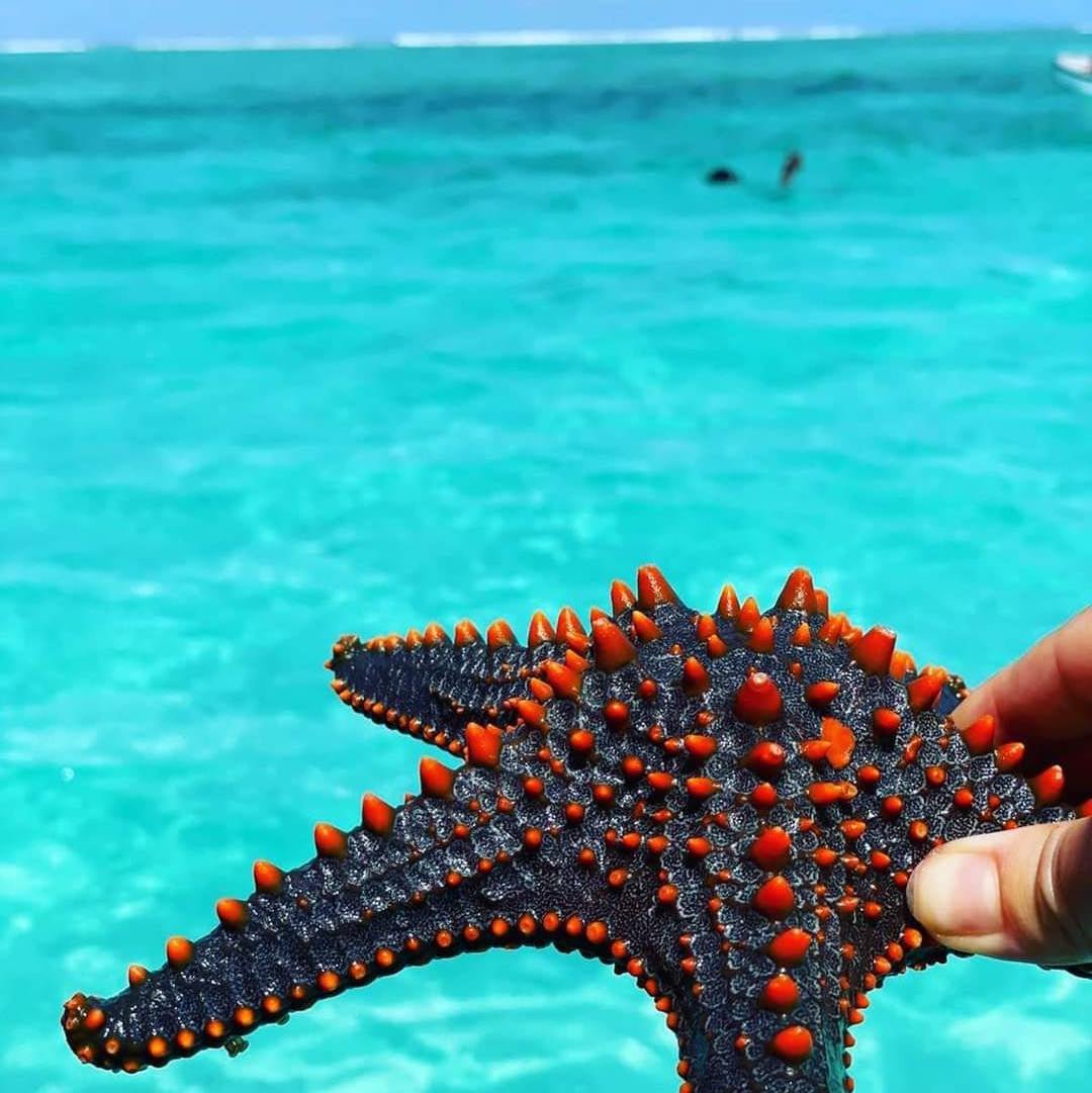 Zanzibar: Mnemba Island Snorkeling Adventure with Dolphin Encounter from Nungwi