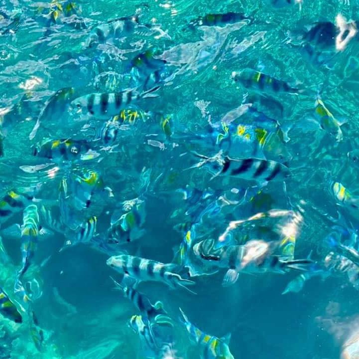 Zanzibar: Mnemba Island Snorkeling Adventure with Dolphin Encounter from Nungwi