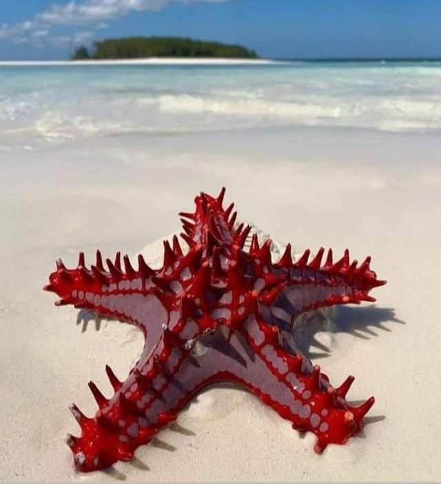 Zanzibar: Mnemba Island Snorkeling Adventure with Dolphin Encounter from Nungwi