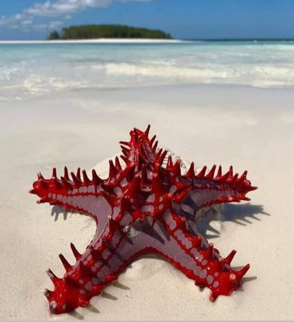 Zanzibar: Mnemba Island Snorkeling Adventure with Dolphin Encounter from Nungwi