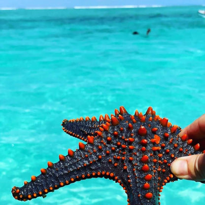 Zanzibar: Mnemba Island Snorkeling and Dolphin Tour from Kendwa Beach