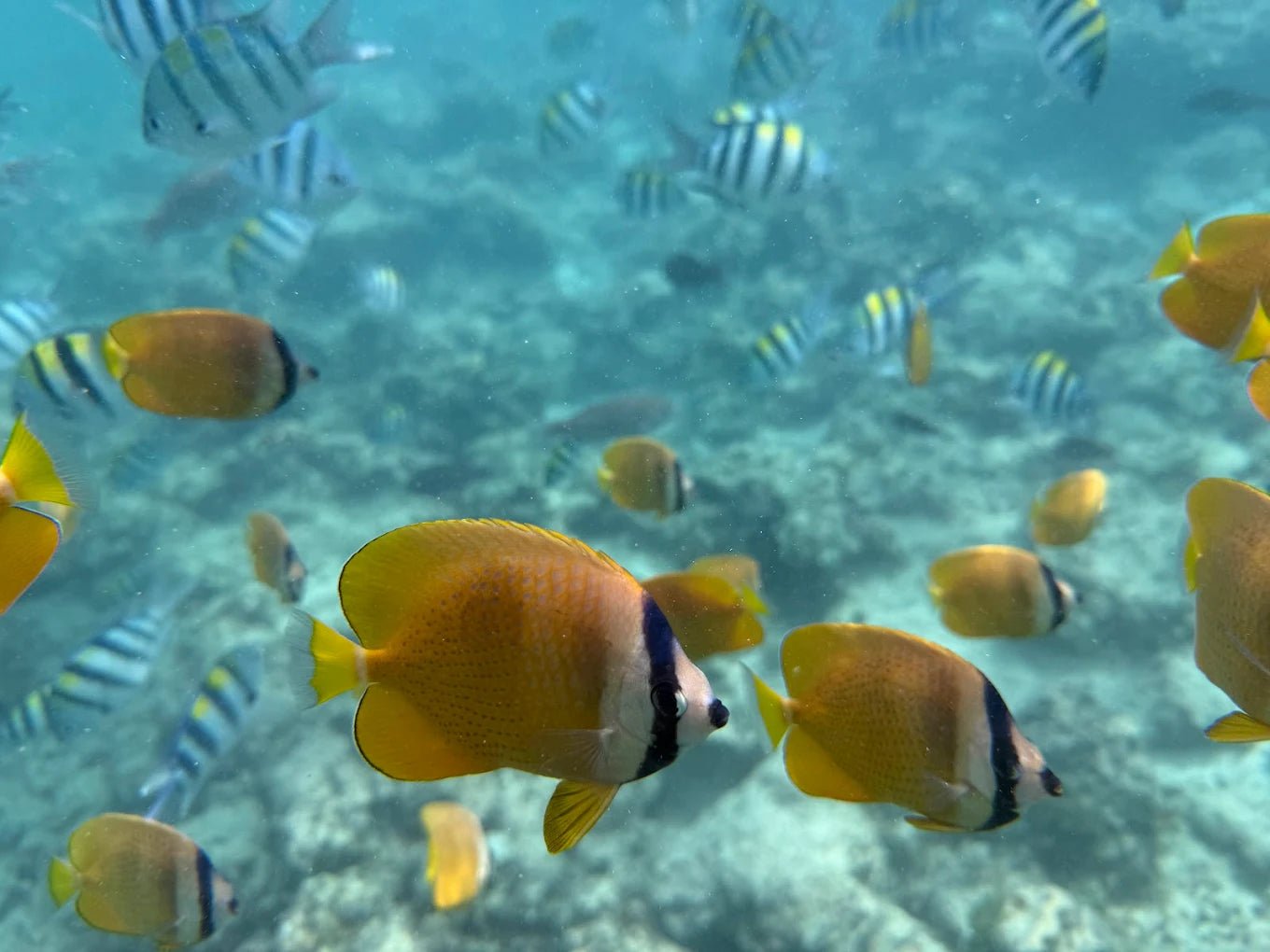 Zanzibar: Mnemba Island Snorkeling and Dolphin Tour from Nungwi or Kendwa