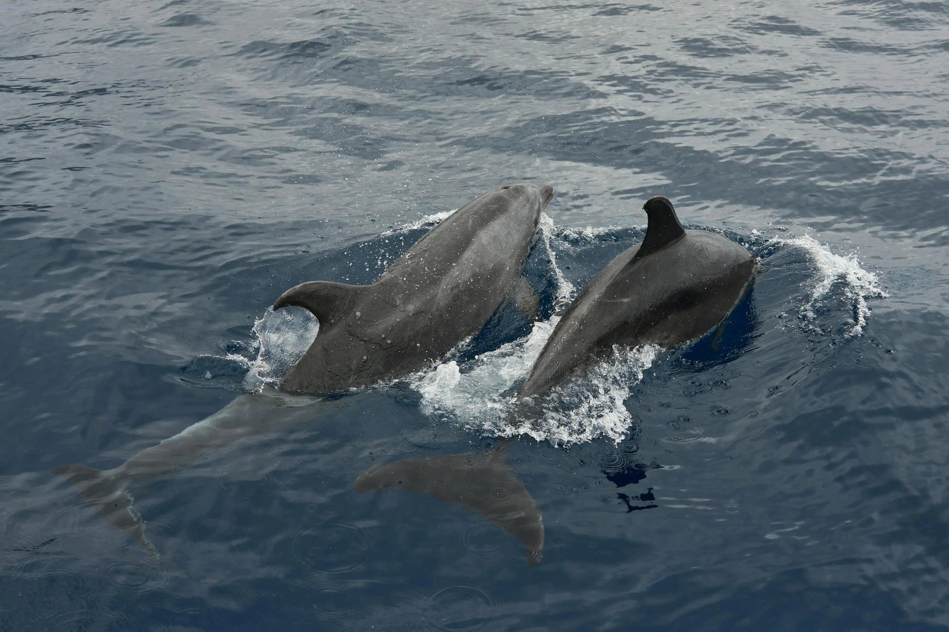 Zanzibar: Mnemba Island Snorkeling and Dolphin Tour from Nungwi or Kendwa