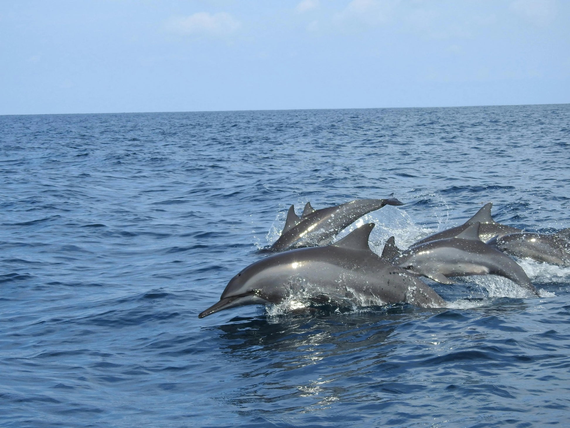 Zanzibar: Mnemba Island Snorkeling and Dolphin Tour with Sandbank Visit