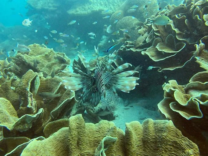 Zanzibar: Mnemba Island Snorkeling and Dolphin Watching Day Tour